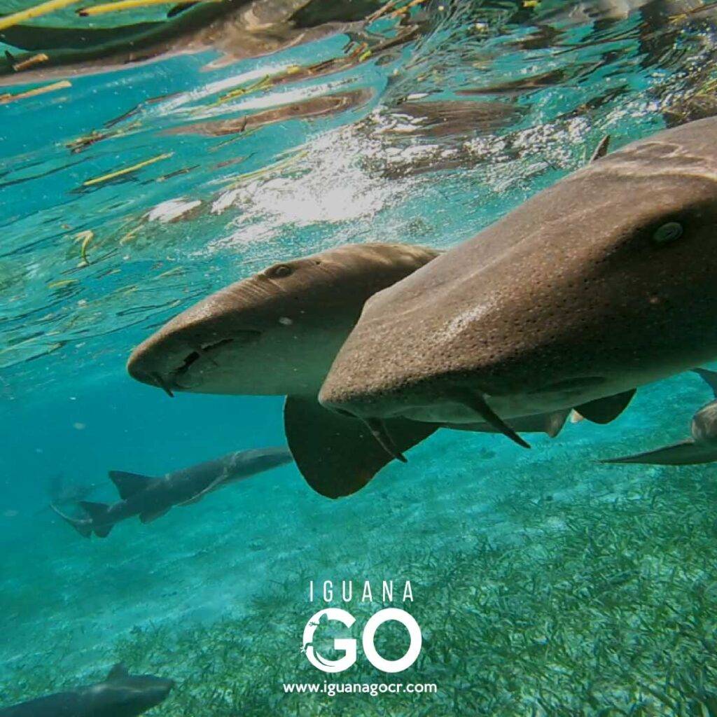 tiburones caye caulker belize snorkel