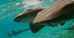 tiburones caye caulker belize snorkel