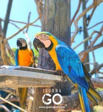 Aviario Nacional de Colombia - IguanaGo Costa Rica