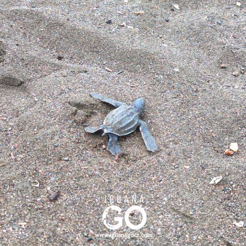 Ostional - La arribada masiva de tortugas - Guanacaste - Costa Rica - IguanaGo