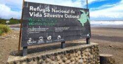 Ostional - La arribada masiva de tortugas - Guanacaste - Costa Rica - IguanaGo
